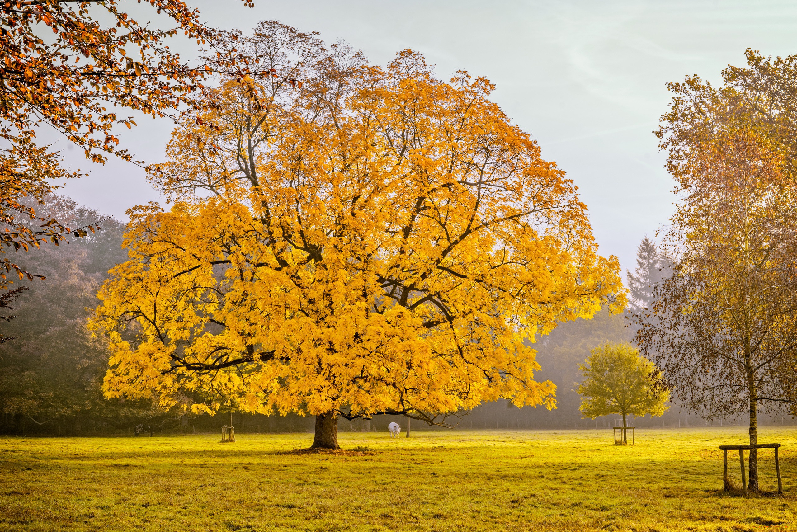 Картинки деревьев осенью. Клен желтый дерево. Осеннее дерево клен. Дерево клен осенью. Золотой клен дерево.